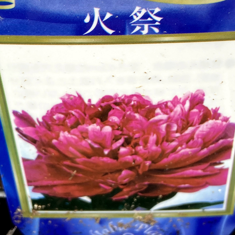 多年草 宿根草の販売店 花育通販 芍薬 シャクヤク 火祭 ひまつり の苗を販売