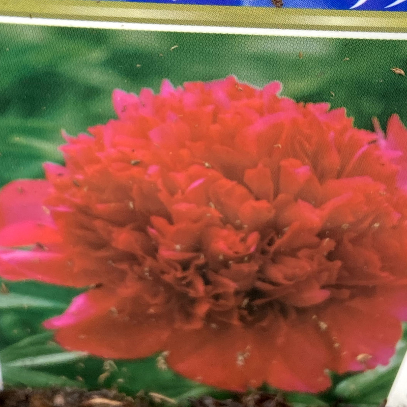 多年草 宿根草の販売店 花育通販 芍薬 シャクヤク メニーハッピーリターンズの苗を販売