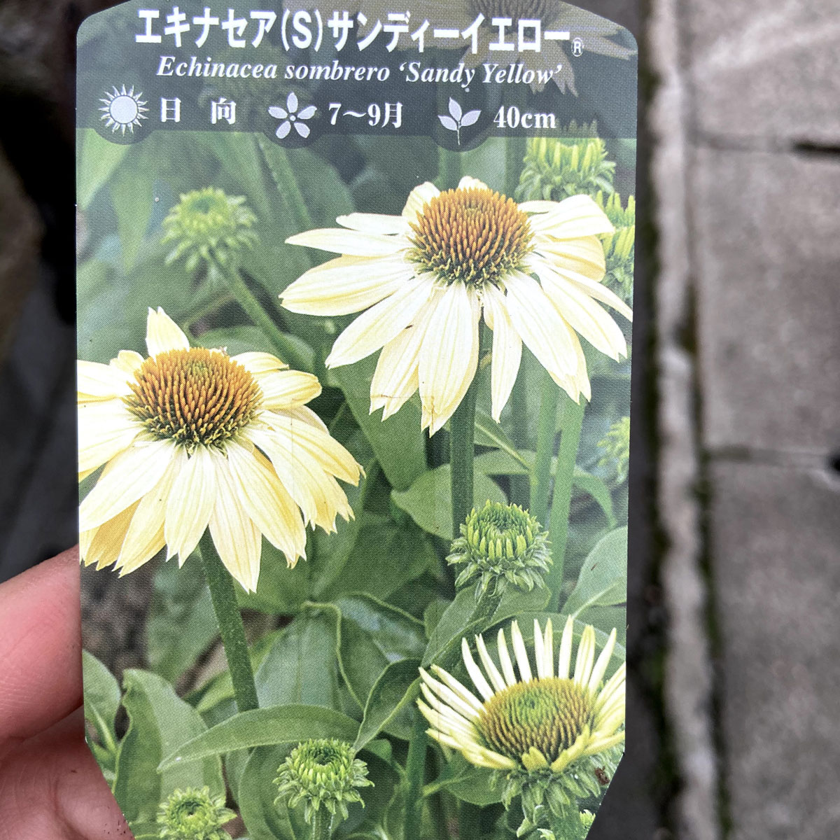 多年草 宿根草苗の販売店 花育通販 エキナセア サンディイエローの苗を販売