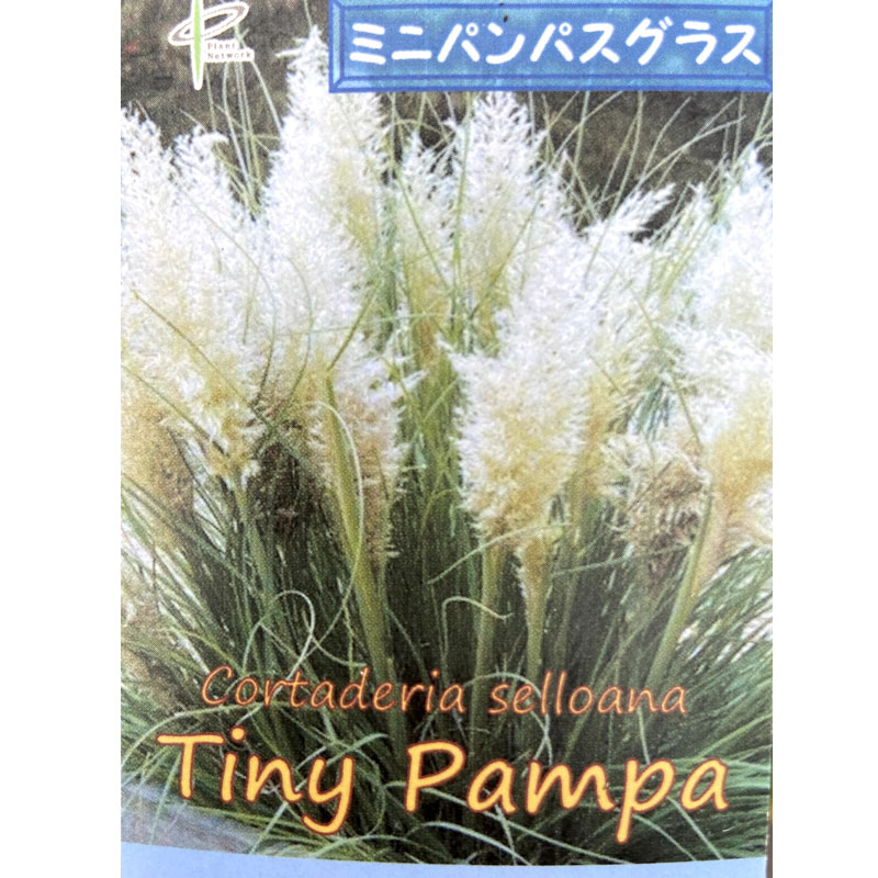 パンパスグラス タイニーパンパの苗を販売 花育通販
