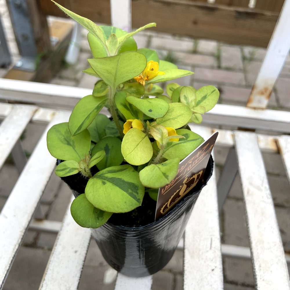 リシマキア　リッシー