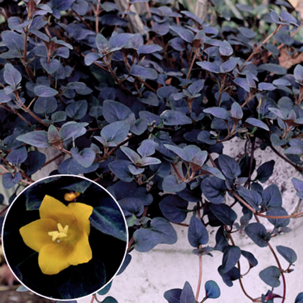 リシマキア　ペルシャンチョコレート