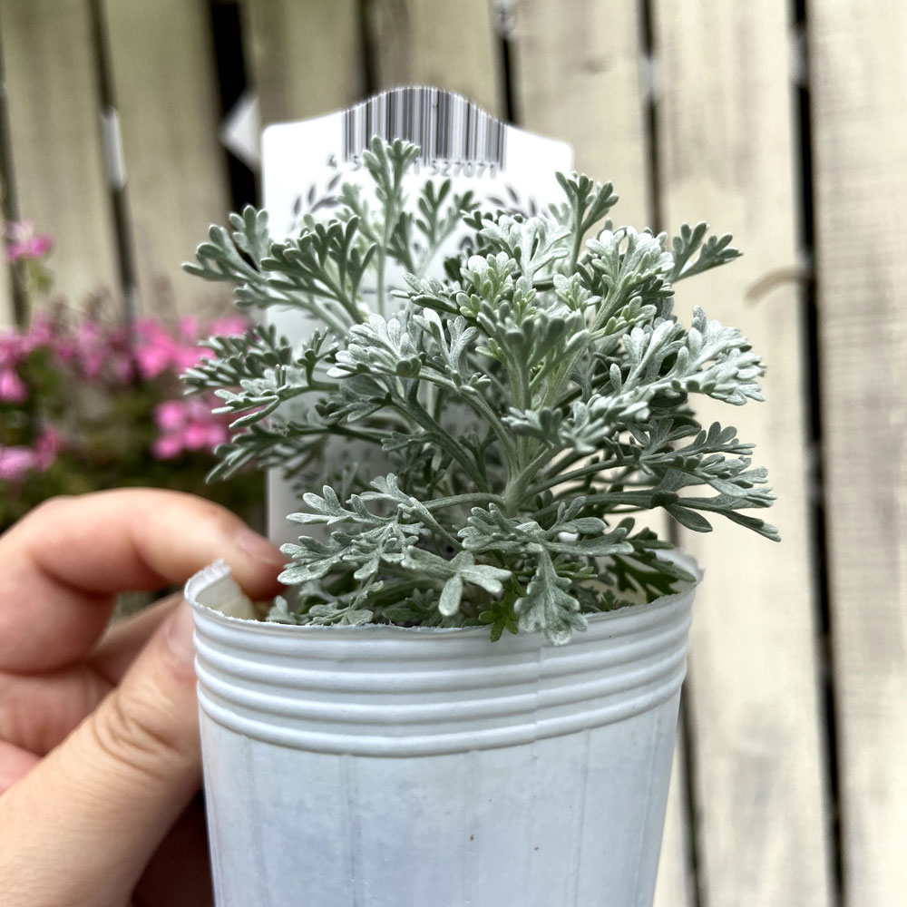 多年草 宿根草の販売店 花育通販 アルテミシア パルファムドゥエチオピア の苗を販売