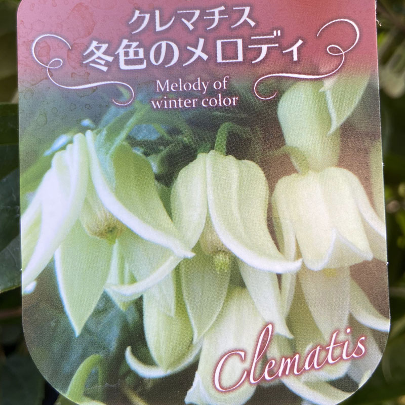 コンナータ系クレマチスの苗　アンスンエンシス（ ウィンターベル / ユンナンエンシス ）