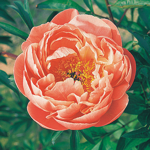 芍薬（シャクヤク/ピオニー）　コーラルチャームの苗