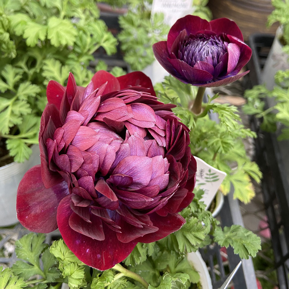 花育通販 アネモネ パンドラダブル ワイン の苗を販売