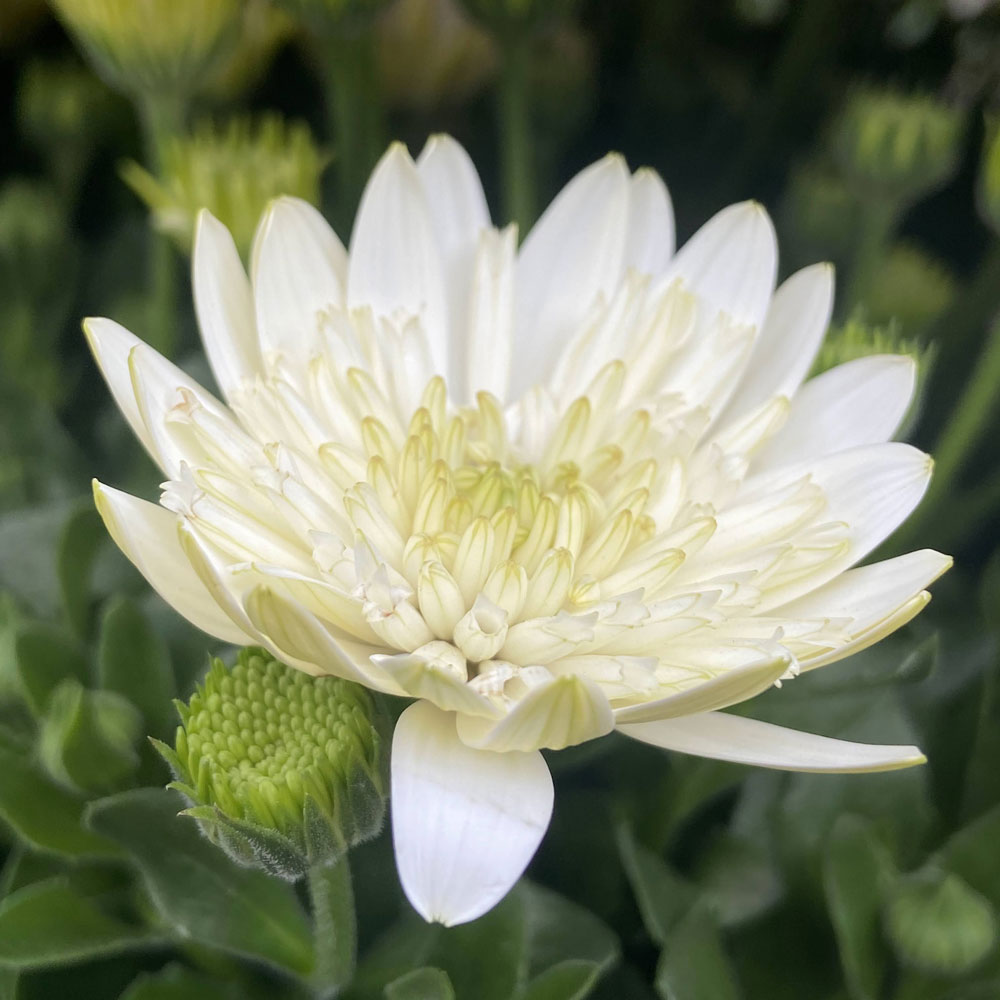 ダブルオステオスペルマム・ナヌークの苗