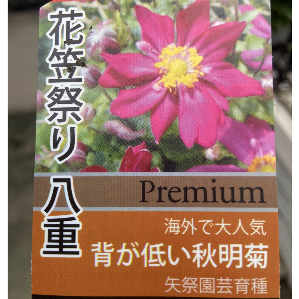 秋明菊 シュウメイギク の苗 八重花笠祭り ヤエハナガサマツリ を販売 花育通販