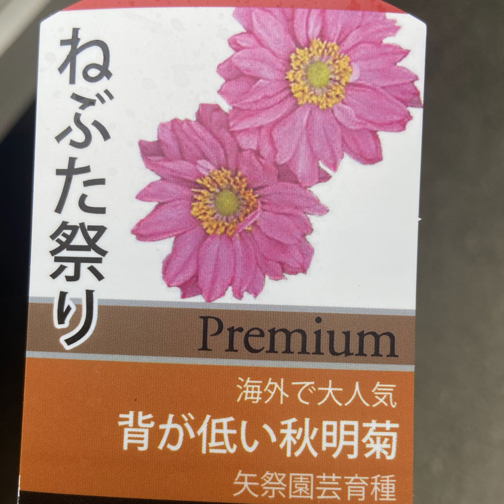 秋明菊 シュウメイギク の苗 ねぶた祭り ネブタマツリ を販売 花育通販