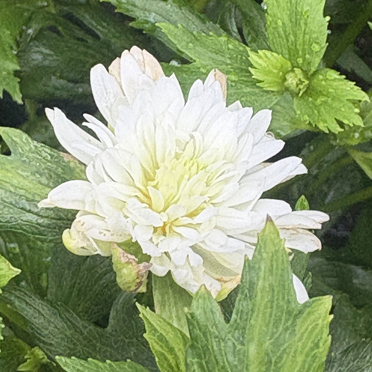 細葉系矮性秋名菊（シュウメイギク）の苗　初恋ベール