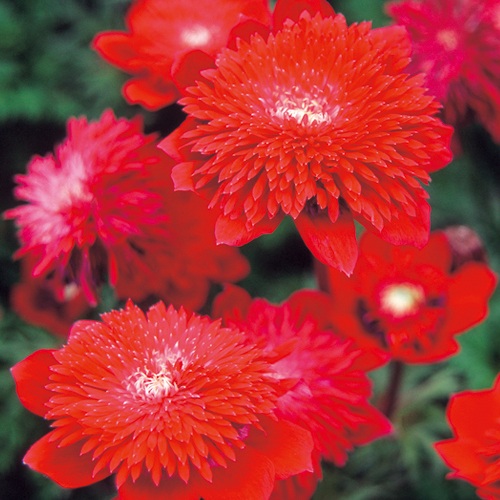 アネモネ’コロナリア フローレプレノ’の苗