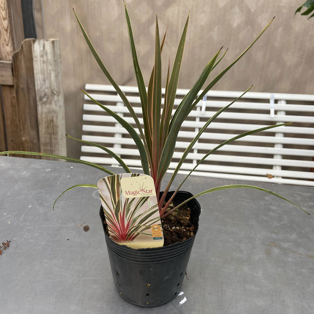 コルジリネ　マジックスター