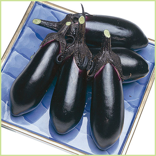 家庭菜園の茄子（なす・ナス）苗の販売店