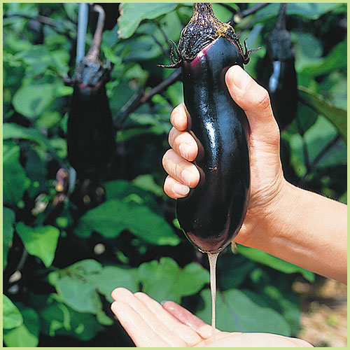 家庭菜園の茄子（なす・ナス）苗の販売店