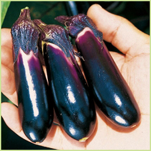 家庭菜園の茄子（なす・ナス）苗の販売店