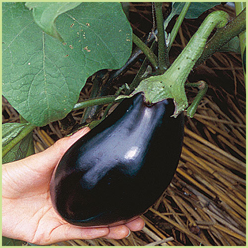 家庭菜園の茄子（なす・ナス）苗の販売店