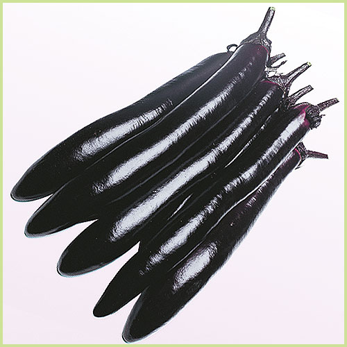 家庭菜園の茄子（なす・ナス）苗の販売店