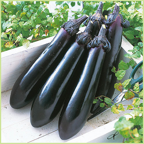 家庭菜園の茄子（なす・ナス）苗の販売店