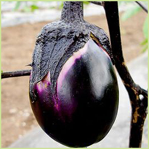 家庭菜園の茄子（なす・ナス）苗の販売店