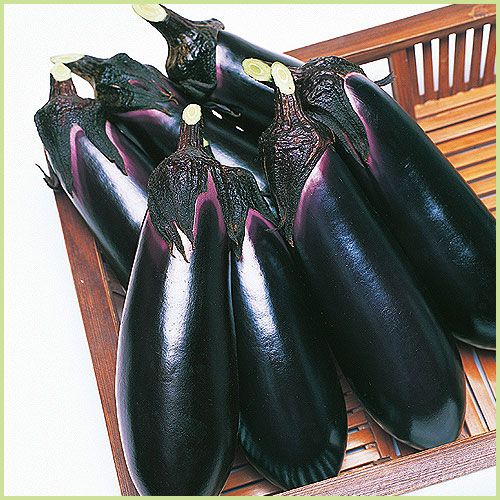 家庭菜園の茄子（なす・ナス）苗の販売店