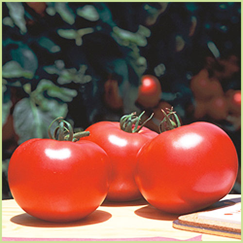 家庭菜園のミニトマト・トマト（とまと）苗の販売店