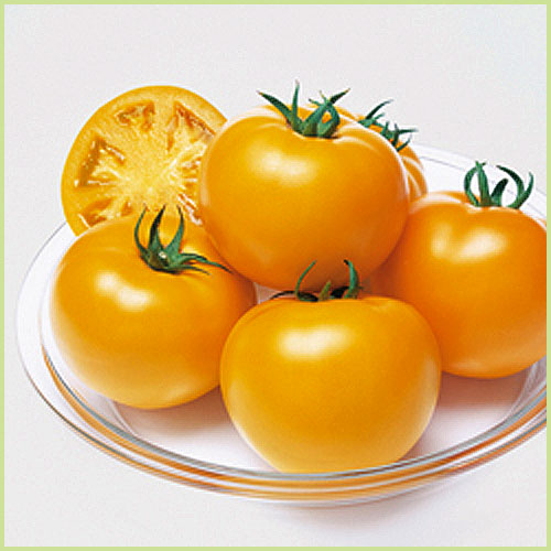 家庭菜園のミニトマト・トマト（とまと）苗の販売店