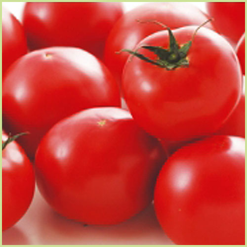 家庭菜園のミニトマト・トマト（とまと）苗の販売店