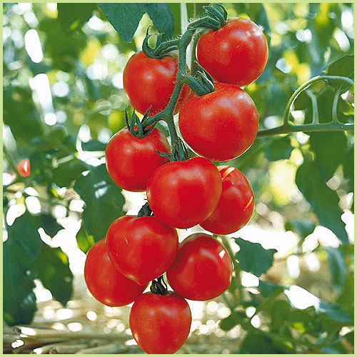 家庭菜園のミニトマト・トマト（とまと）苗の販売店