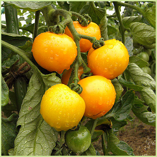 家庭菜園のミニトマト・トマト（とまと）苗の販売店