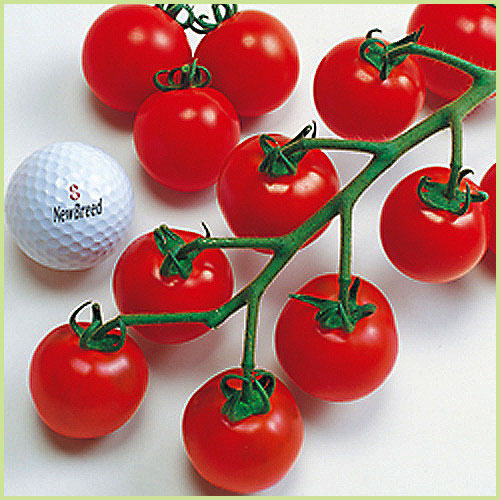 家庭菜園のミニトマト・トマト（とまと）苗の販売店