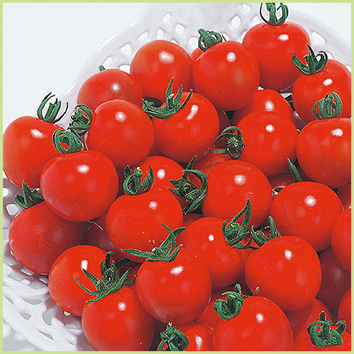 家庭菜園のミニトマト・トマト（とまと）苗の販売店