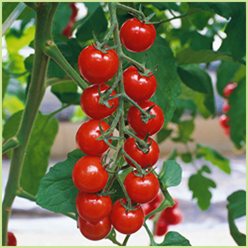 家庭菜園のミニトマト・トマト（とまと）苗の販売店