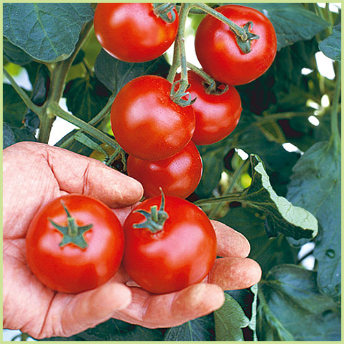 家庭菜園のミニトマト・トマト（とまと）苗の販売店