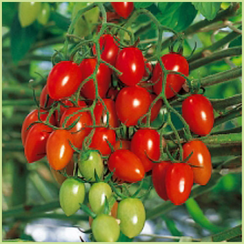 家庭菜園のミニトマト・トマト（とまと）苗の販売店