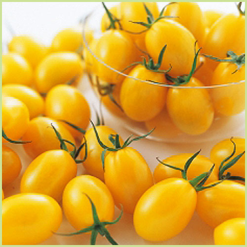 家庭菜園のミニトマト・トマト（とまと）苗の販売店