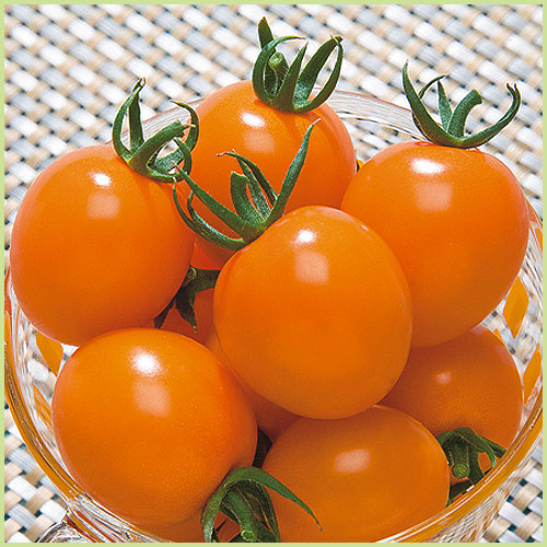 家庭菜園のミニトマト・トマト（とまと）苗の販売店