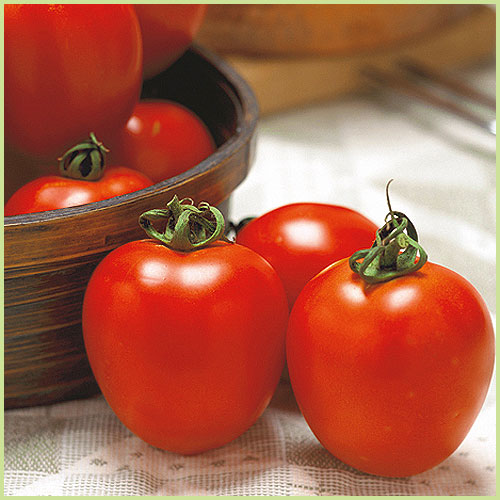 家庭菜園のミニトマト・トマト（とまと）苗の販売店