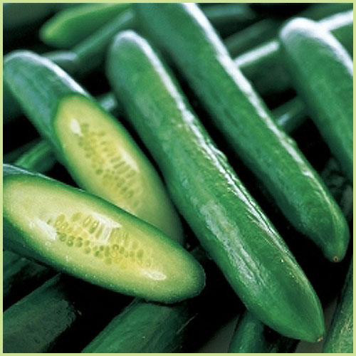 キュウリ（きゅうり）野菜苗を販売