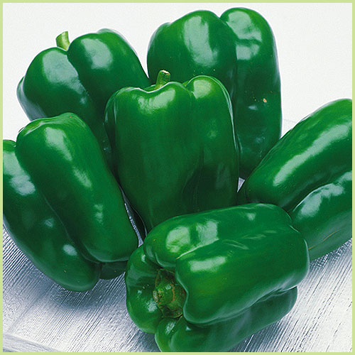 ピーマン・パプリカ・ししとう・唐辛子（トウガラシ）など家庭菜園用の野菜苗の販売店