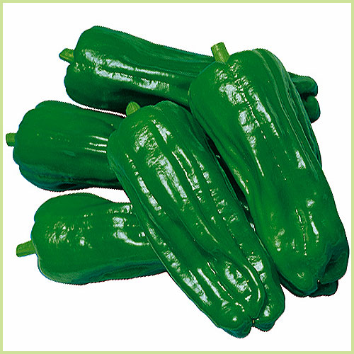 ピーマン・パプリカ・ししとう・唐辛子（トウガラシ）など家庭菜園用の野菜苗の販売店