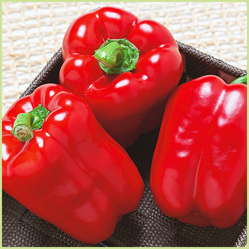 ピーマン・パプリカ・ししとう・唐辛子（トウガラシ）など家庭菜園用の野菜苗の販売店