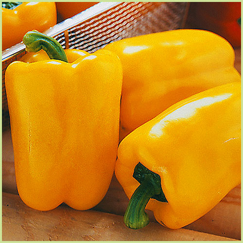 ピーマン・パプリカ・ししとう・唐辛子（トウガラシ）など家庭菜園用の野菜苗の販売店