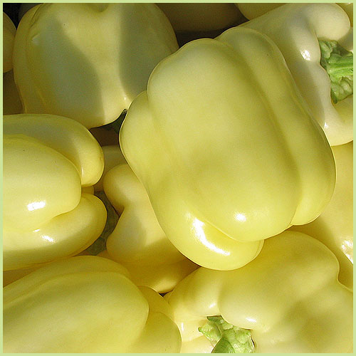 ピーマン・パプリカ・ししとう・唐辛子（トウガラシ）など家庭菜園用の野菜苗の販売店