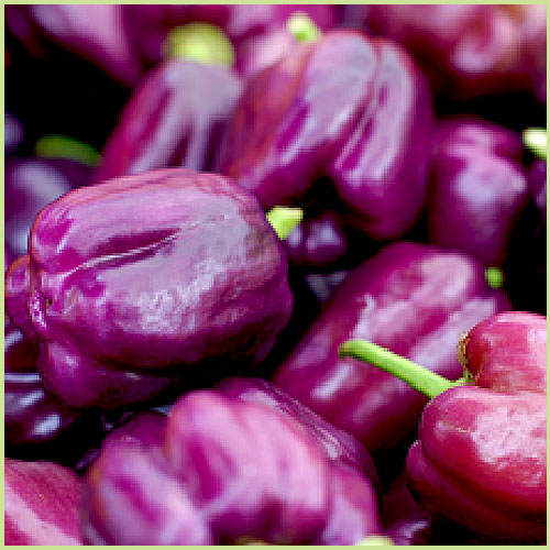 ピーマン・パプリカ・ししとう・唐辛子（トウガラシ）など家庭菜園用の野菜苗の販売店