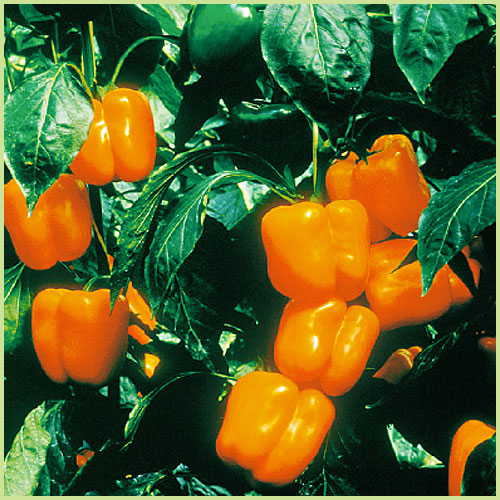 ピーマン・パプリカ・ししとう・唐辛子（トウガラシ）など家庭菜園用の野菜苗の販売店