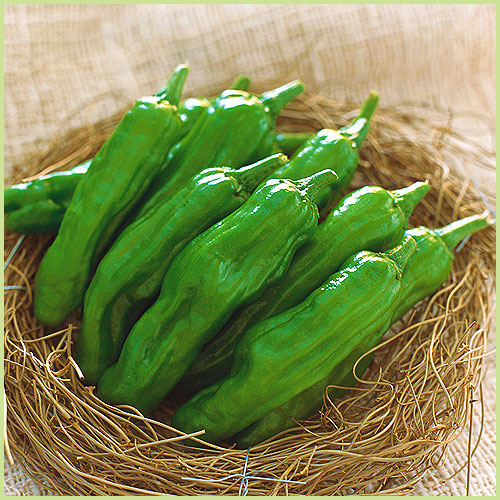 ピーマン・パプリカ・ししとう・唐辛子（トウガラシ）など家庭菜園用の野菜苗の販売店