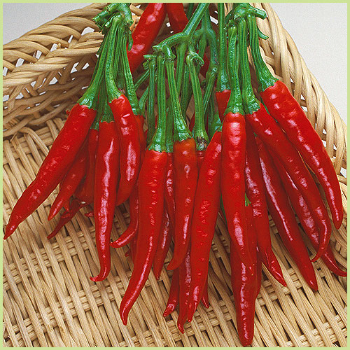 ピーマン・パプリカ・ししとう・唐辛子（トウガラシ）など家庭菜園用の野菜苗の販売店