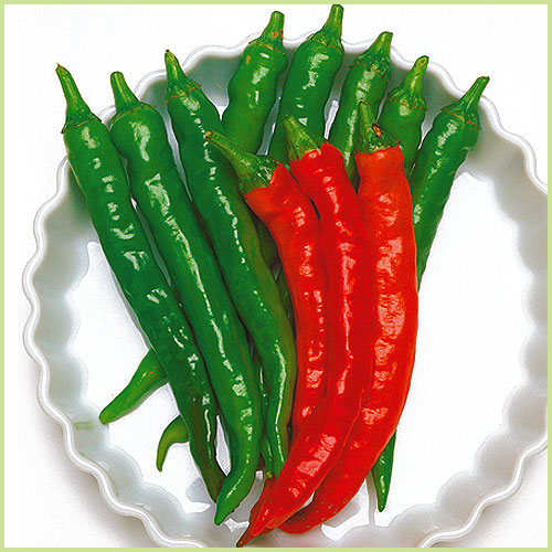 ピーマン・パプリカ・ししとう・唐辛子（トウガラシ）など家庭菜園用の野菜苗の販売店