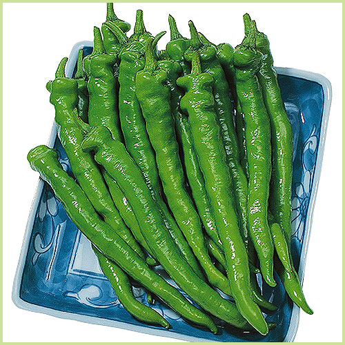 ピーマン・パプリカ・ししとう・唐辛子（トウガラシ）など家庭菜園用の野菜苗の販売店