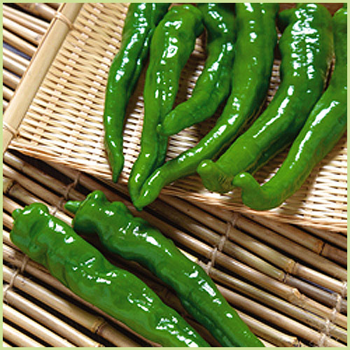 ピーマン・パプリカ・ししとう・唐辛子（トウガラシ）など家庭菜園用の野菜苗の販売店